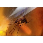  Инклюз грибной комар (Diptera: mycetopilidae), фото 2 