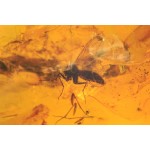  Инклюз грибной комар (Diptera: mycetophilidae), фото 2 