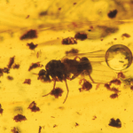  Inclusion Diptera: brachycera, image 3 