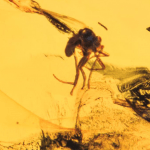  Инклюз сциарида и муха (Diptera: Sciaridae, Diptera: brachycera), фото 2 