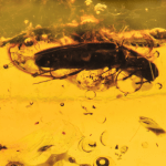  Инклюз жук щелкун (Coleoptera: elateriade), фото 2 