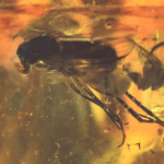  Инклюз муха-зеленушка (Diptera: dolichopodidae), фото 2 