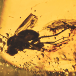  Инклюз муха-зеленушка (Diptera: dolichopodidae), фото 2 