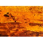  Souvenir amber stone with inclusion В.09.7.0012, image 2 