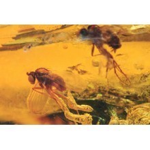  Inclusion Diptera: dolichopodidae, image 2 