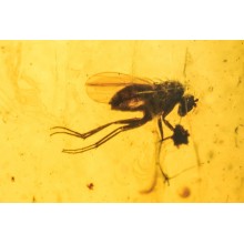  Inclusion Diptera: ceratopoganidae, image 2 