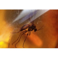  Inclusion Diptera: mycetopilidae, image 2 