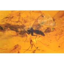  Inclusion Diptera: mycetophilidae, image 2 