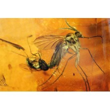  Inclusion Diptera: mycetopilidae, image 2 