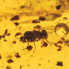  Инклюз муха (Diptera: brachycera), фото 3 