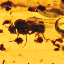  Инклюз муха (Diptera: brachycera), фото 2 