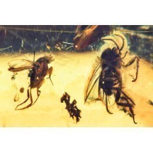  Inclusion Diptera: phoridae, image 2 