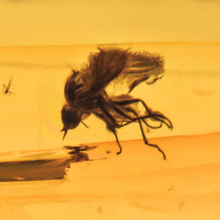  Inclusion Diptera: empididae, image 2 