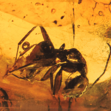  Inclusion Hymenoptera, image 2 