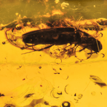  Inclusion Hymenoptera: bethylidae, image 2 