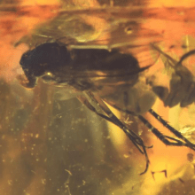  Inclusion Diptera: dolichopodidae, image 2 