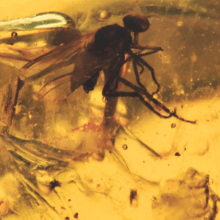 Инклюз мокрец (Diptera: ceratopoganidae), фото 2 