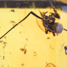  Inclusion Arachnida: araneidae, image 2 