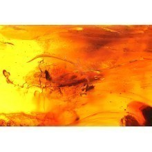  Souvenir amber stone with inclusion В.09.7.0014, image 2 