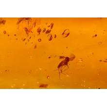 Souvenir amber stone with inclusion В.09.7.0013, image 2 