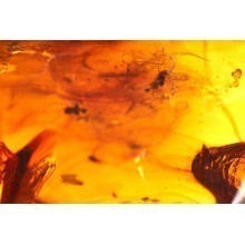  Souvenir amber stone with inclusion В.09.7.0014, image 3 