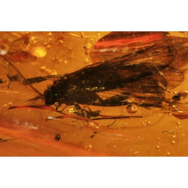  Inclusion Trichoptera: acari, image 2 