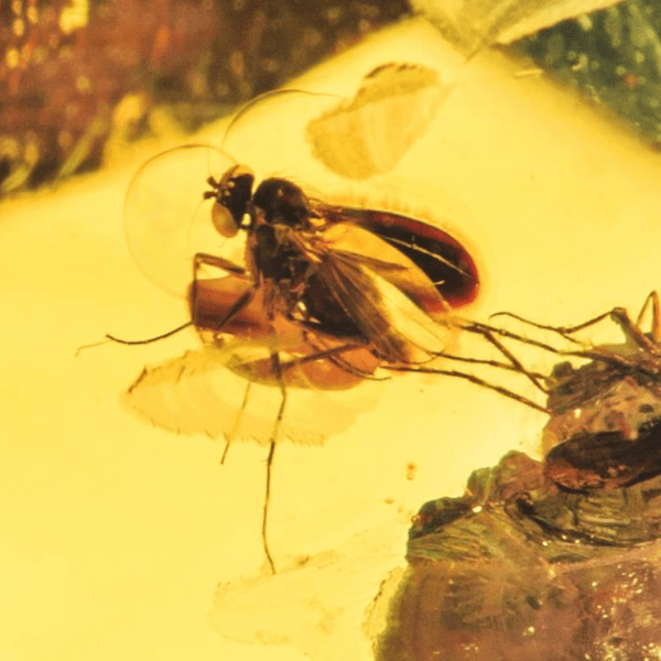  Инклюз муха-зеленушка (Diptera: dolichopodidae), фото 3 